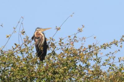 Ardea purpurea