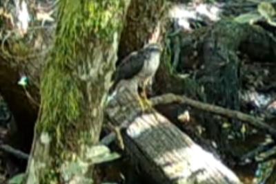 Accipiter gentilis