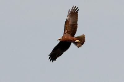 Circus aeruginosus