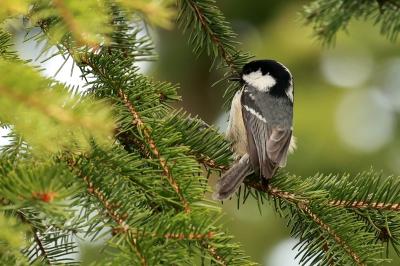 Periparus ater