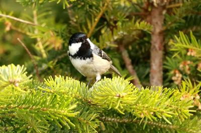 Periparus ater