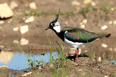Vanellus vanellus