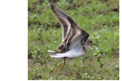 Calidris temminckii