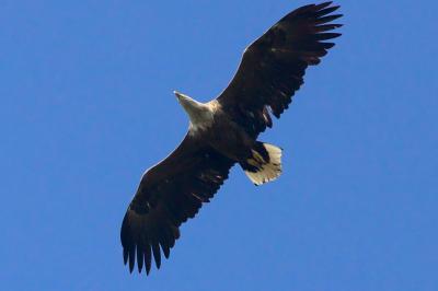 Haliaeetus albicilla