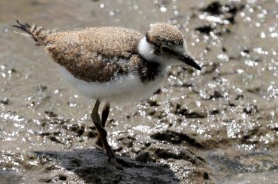 Charadrius dubius