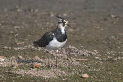 Vanellus vanellus