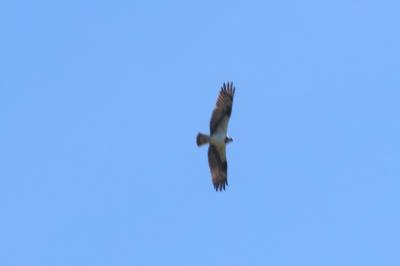 Pandion haliaetus