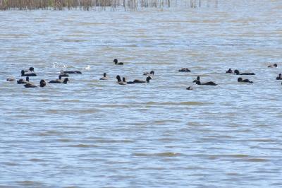 Fulica atra