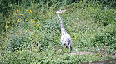Ardea cinerea