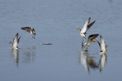 Calidris pugnax