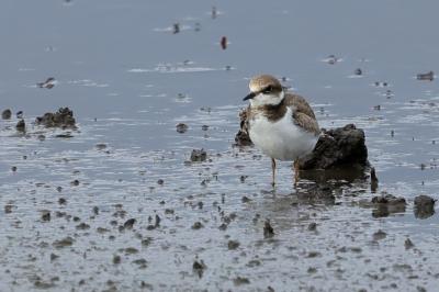 Charadrius dubius