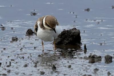 Charadrius dubius