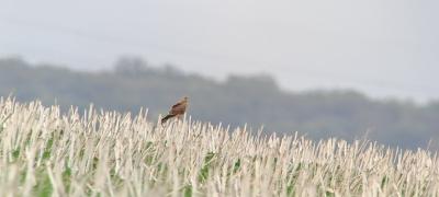 Falco tinnunculus