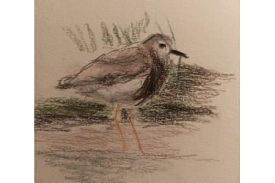 Vanellus leucurus