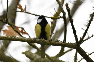 Parus major