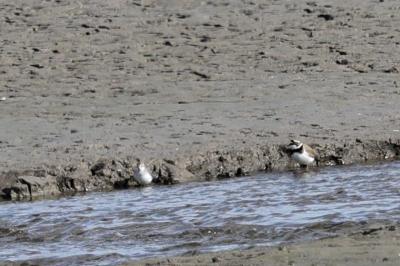 Calidris minuta