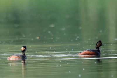 Podiceps nigricollis