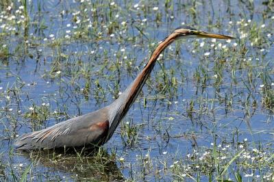 Ardea purpurea