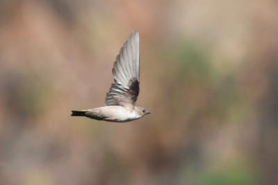 Ptyonoprogne rupestris