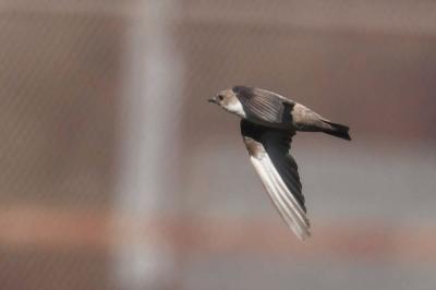 Ptyonoprogne rupestris