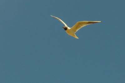 Mouette rieuse
