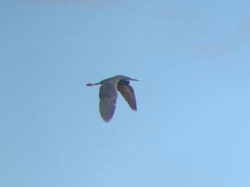 Aigrette des récifs