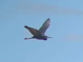 Aigrette des récifs