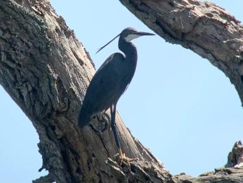 Aigrette des récifs
