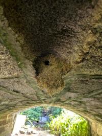 Troglodyte mignon