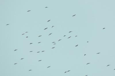 Corbeau freux