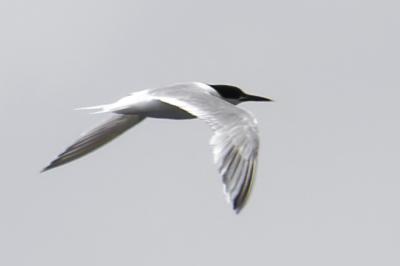 Thalasseus sandvicensis