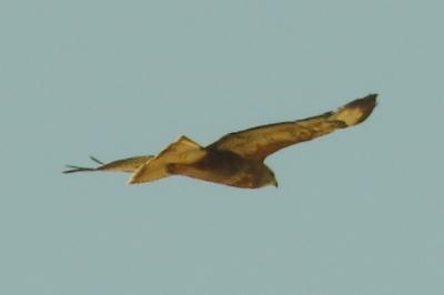Buse variable