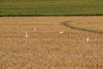 Héron garde-boeufs