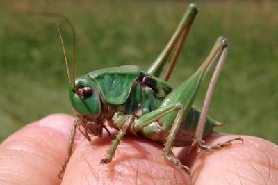 Decticus verrucivorus