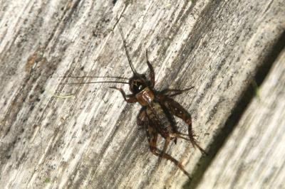 Nemobius sylvestris