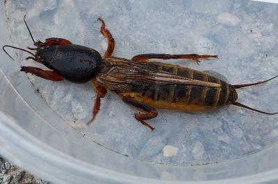 Gryllotalpa gryllotalpa