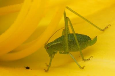 Leptophyes punctatissima