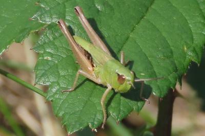 Pseudochorthippus parallelus