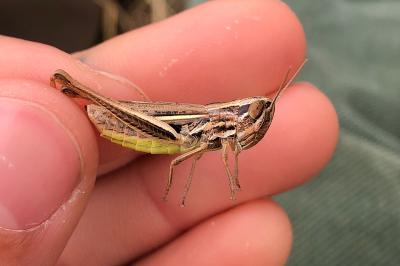 Euchorthippus declivus