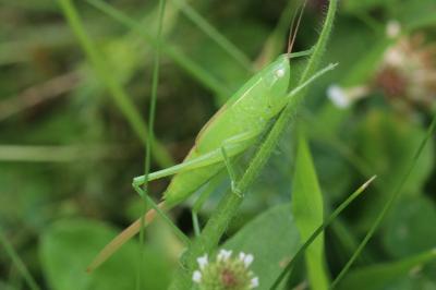 Ruspolia nitidula nitidula