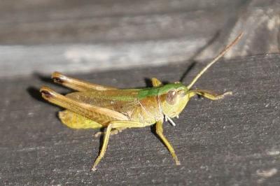 Pseudochorthippus parallelus