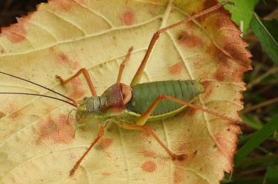 Ephippiger diurnus