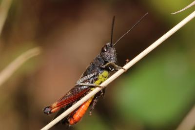 Omocestus rufipes