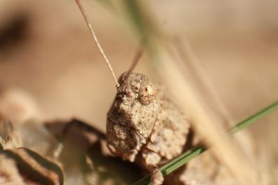 Oedipoda caerulescens
