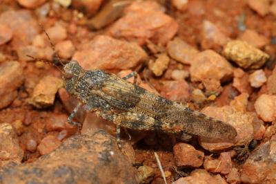 Sphingonotus caerulans
