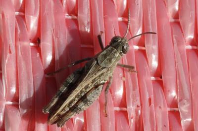 Calliptamus barbarus
