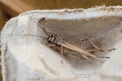 Eumodicogryllus bordigalensis