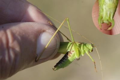 Phaneroptera falcata