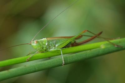 Conocephalus fuscus