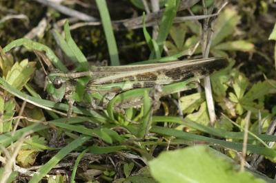 Aiolopus thalassinus